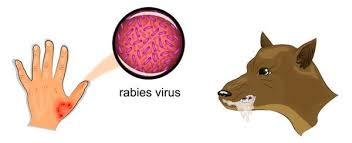 QUTURISH O`TA XAVFLI YUQUMLI KASALLIK.