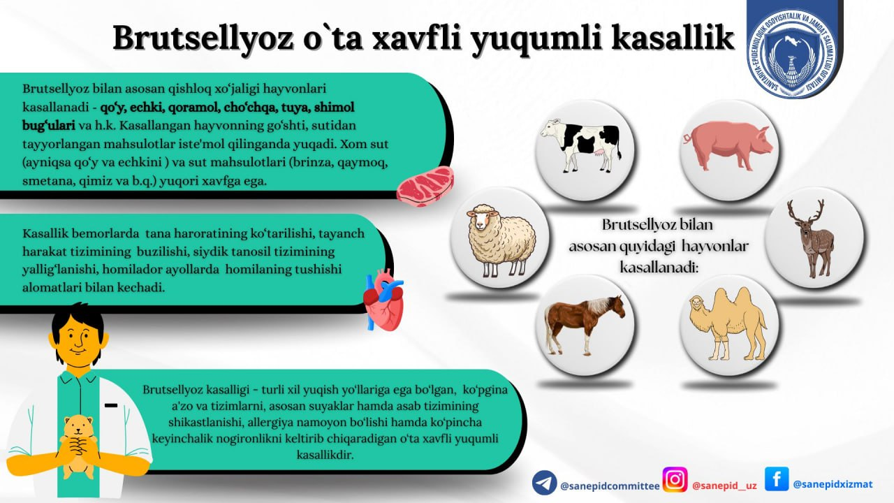 Brusellyoz qanday kasallik?